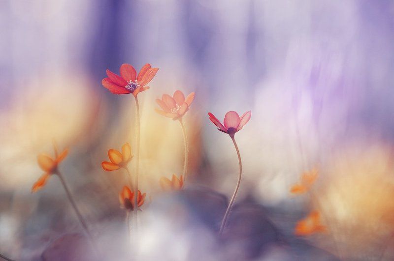 Пробуждениеphoto preview