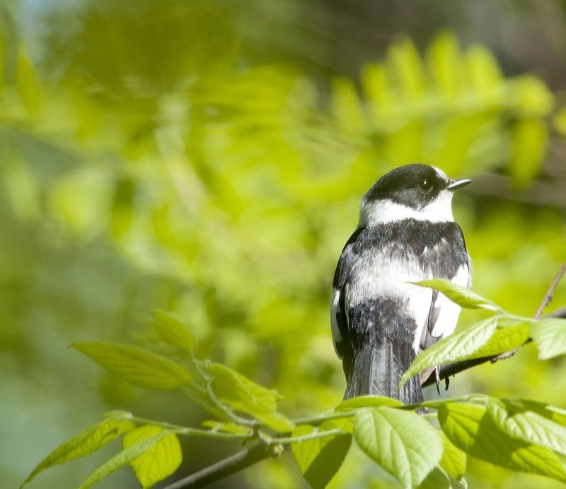 МУХОЛОВКА-БЕЛОШЕЙКА фото превью