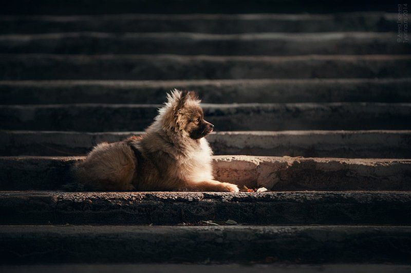 Шпицphoto preview