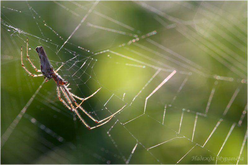 Tetragnatha, Tetragnatha extensa, Tetragnathidae, Пауки-вязальщики, Паукообразные, Паутина, Тетрагнатиды Ждём-сphoto preview