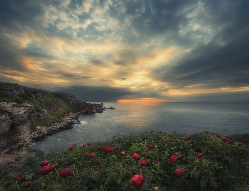 болгария, Пионы, Рассвет, Черное море Один рассвет, море и дикие пионы ....photo preview
