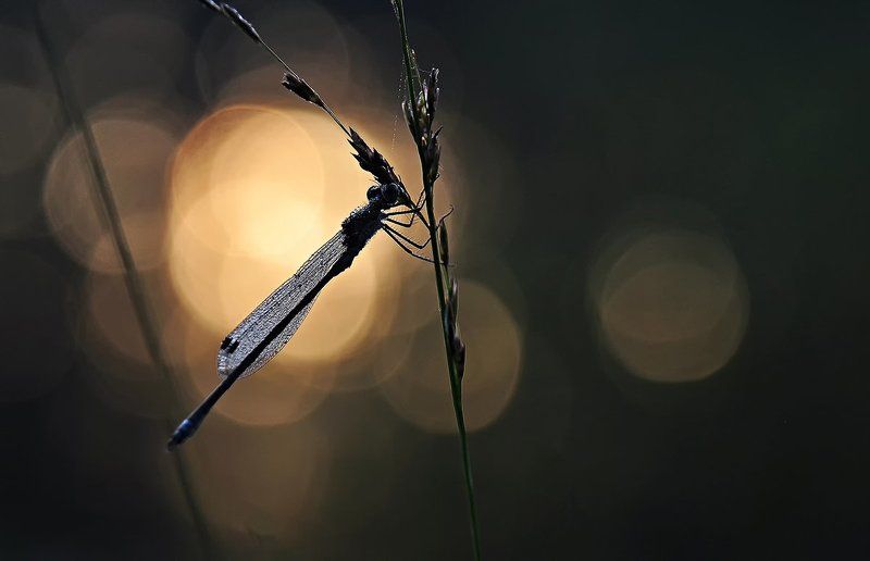 dragon flyphoto preview