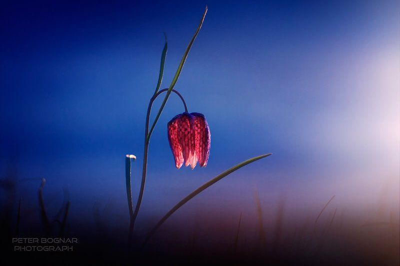 Красный, Лили, Синий Синий и красныйphoto preview