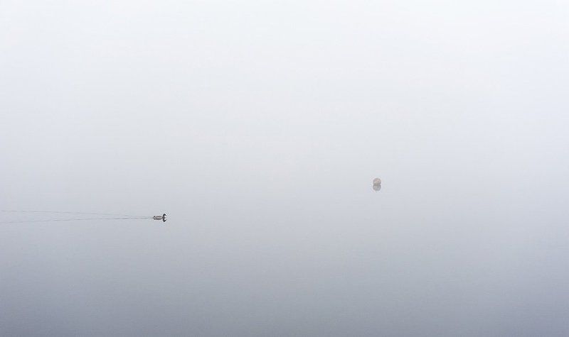 туман, утро, утка, буй, озеро Буйphoto preview