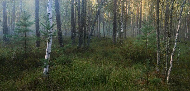 Утро на сухом болотеphoto preview