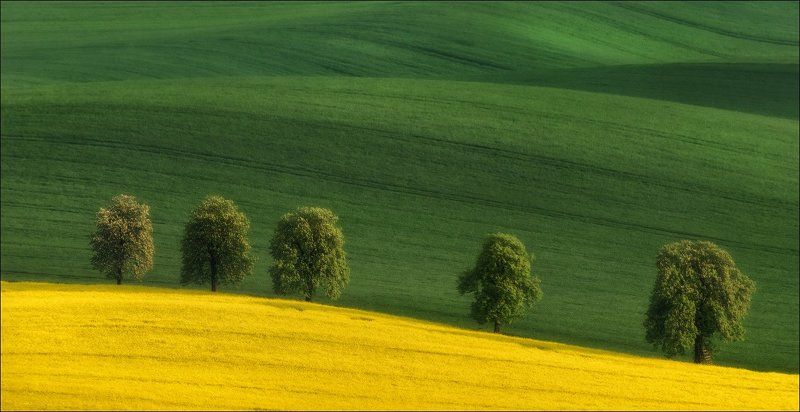 весна, геометрия, линии, моравия, свет, чехия, южная моравия / Весна в Южной Чехии /photo preview