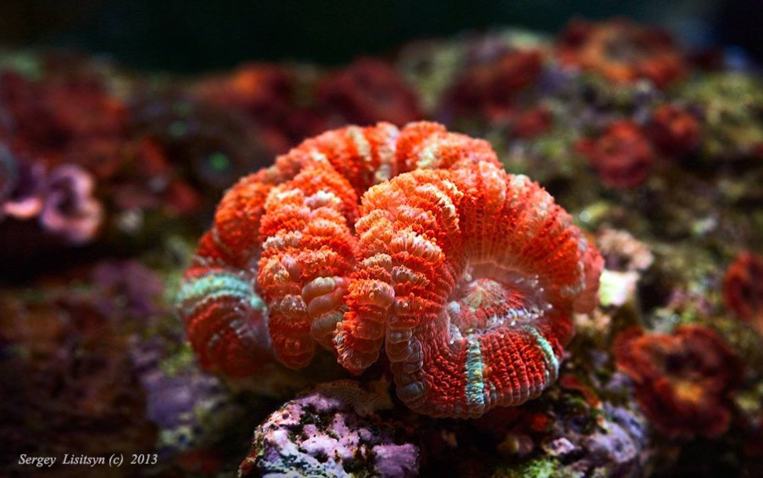 Подводные цветы.. Автор: Sergey Lisitsyn , Sergey Lisitsyn