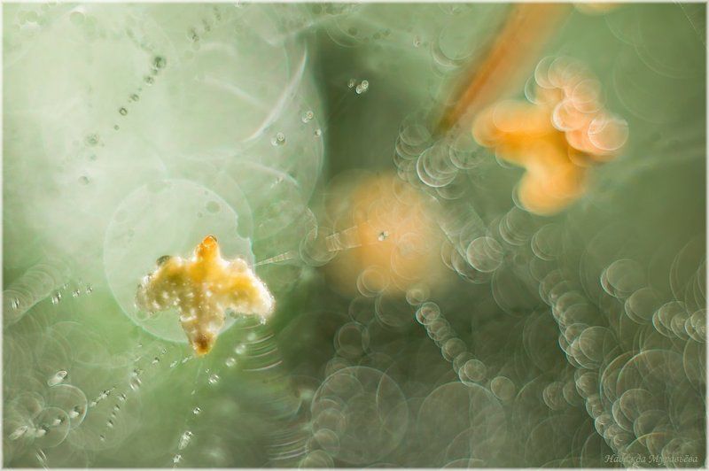 Берёза, Паутина, Плод Птицыphoto preview