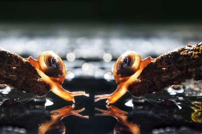 Macro Snail waterphoto preview