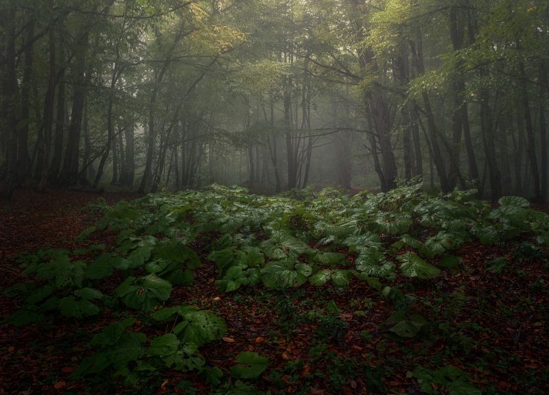 nature, forest, fog, mist, landscape, fall Sabaduri forest, Tskhvarichamia, Georgiaphoto preview