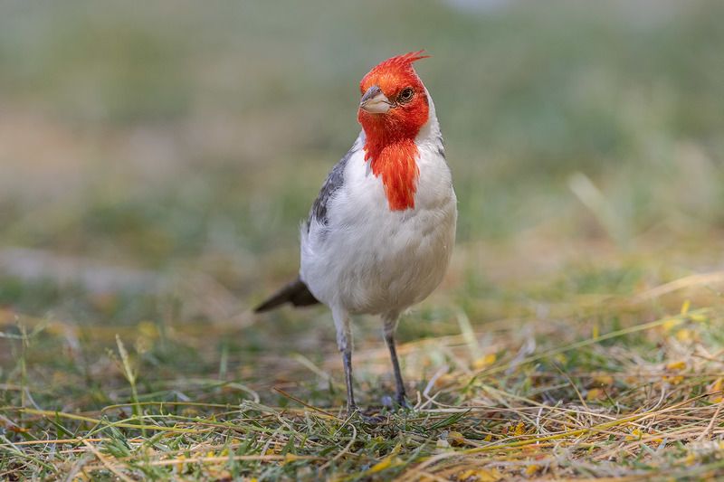 птицы, уругвай ***photo preview