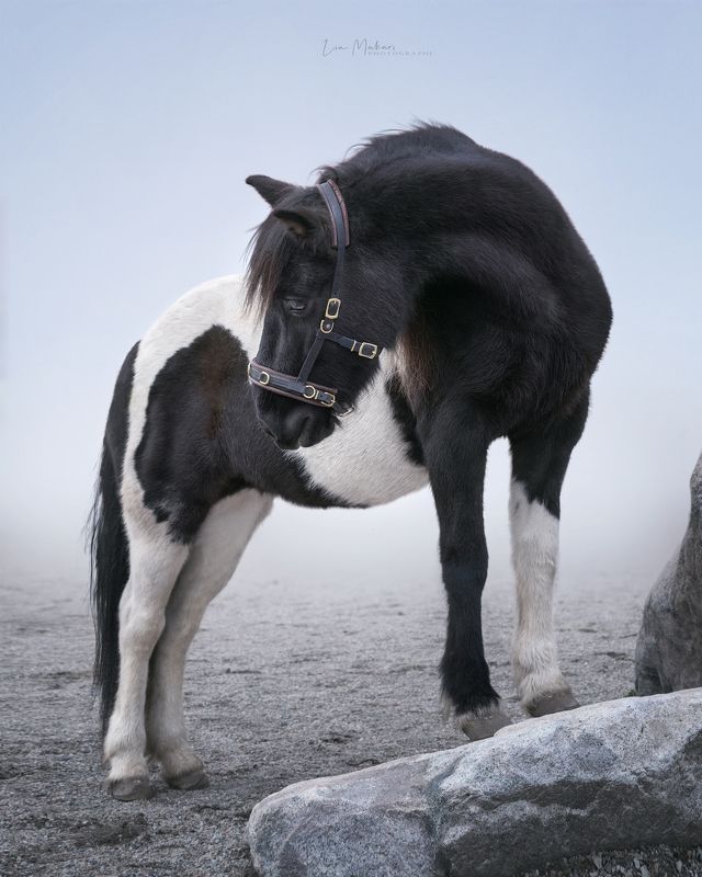 Лошадь, лошади, Исландия, horse, horses, Iceland Наэлаphoto preview
