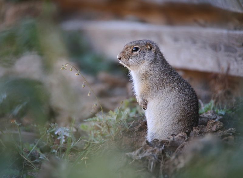 суслик, горный алтай, женялевина, евгениялевина Скромняга фото превью