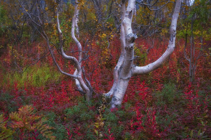 Березка за полярным кругомphoto preview