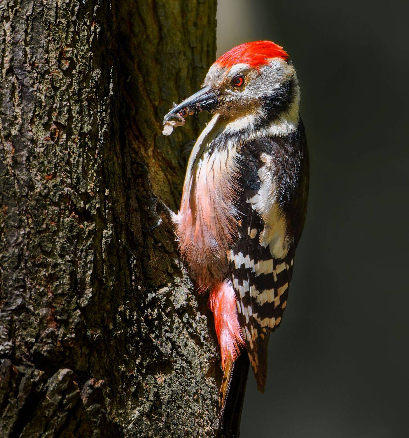 птицы России, птицы Москвы, фотоохота, наблюдение за птицами, птица, птицы, орнитология, nikon, birding, birdwatching, bird freak, Никон Александр