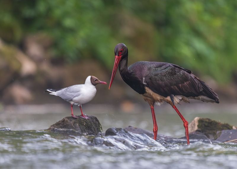 Bocian czarnyphoto preview