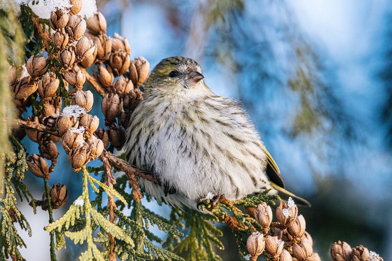 Чижикphoto preview