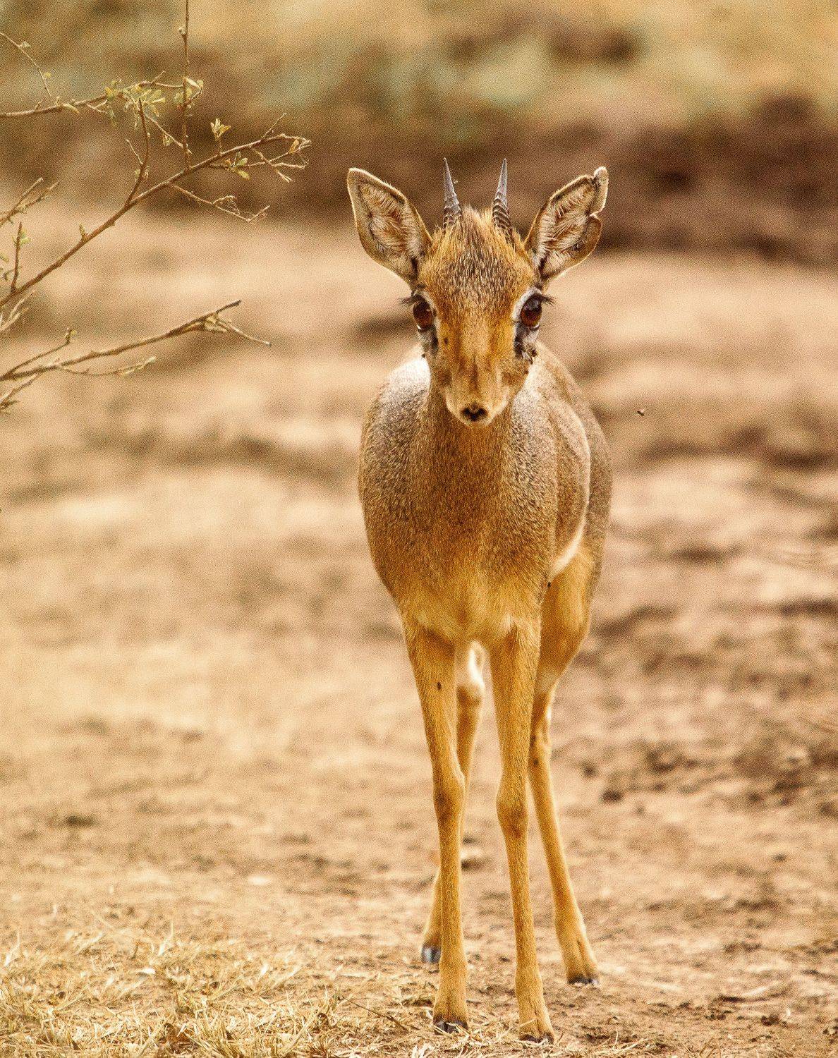 ***. Автор: Lilia Tkachenko Amboseli Kenya, Lilia Tkachenko