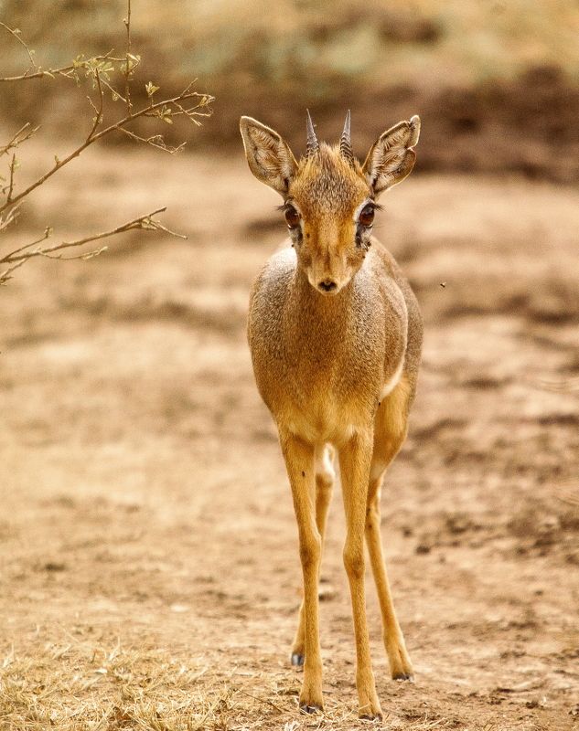 Amboseli Kenya *** фото превью