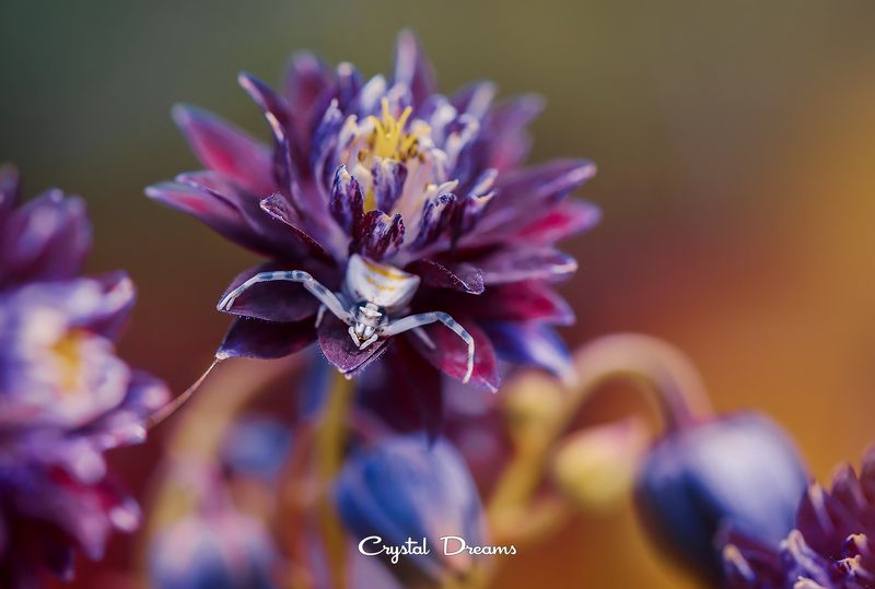#crystal_dreams, #art, #macro, #nikon, #nature, #color photo preview