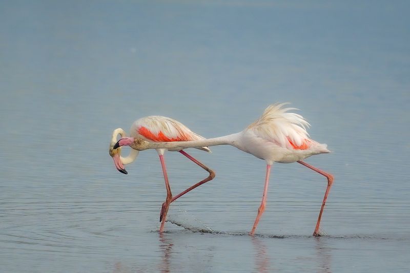 flamingo flamingophoto preview