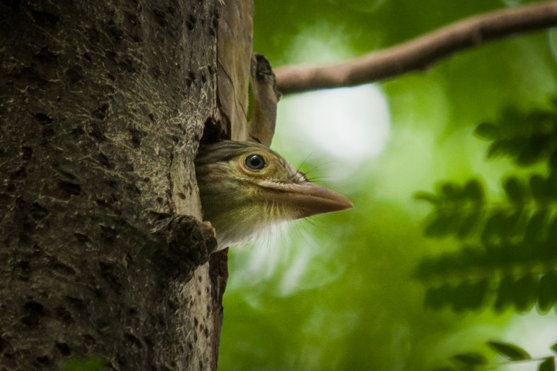 #bird #natgeo #photography #birdphotography #nature #beeeater #green #animal #wildlife White-cheeked barbetphoto preview