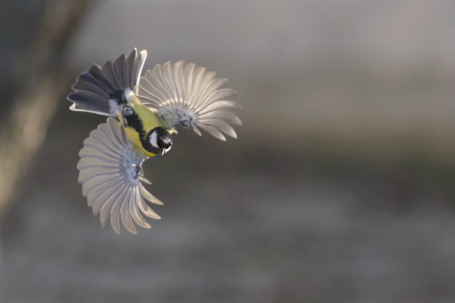 , Евгени Стефанов