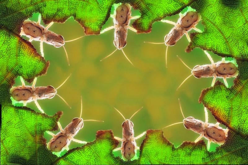 Macro Grasshoppersphoto preview