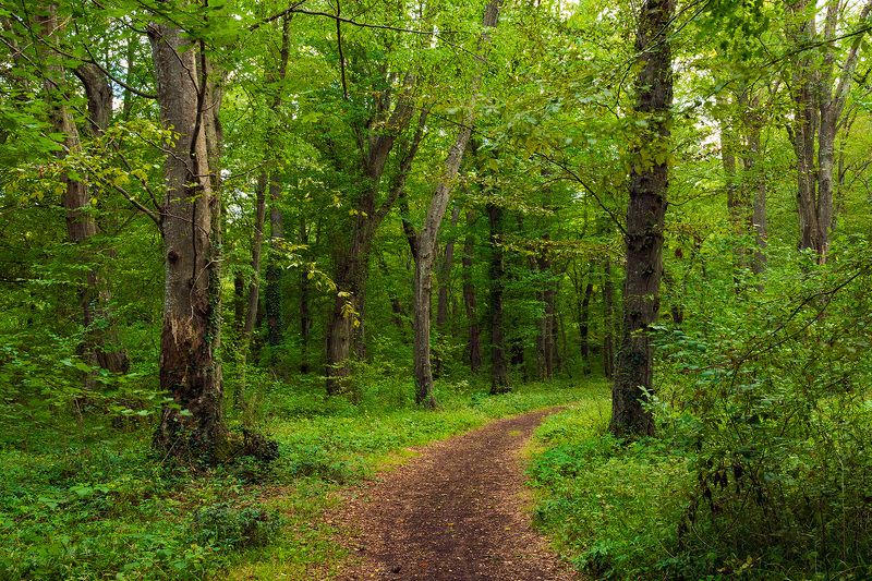 лес, лето, тропа, тропинка, свежесть, красота Зеленый летний лесphoto preview