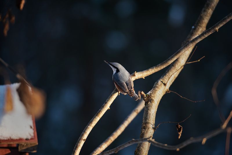 поползень зима лес ветка птица Поползень с семечком в клюве фото превью