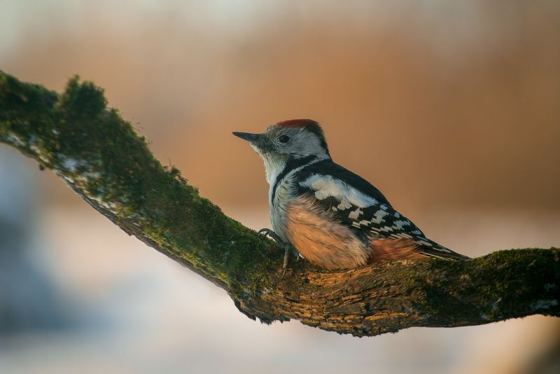 птицы, дятел, wildlife, birds, middle spotted woodpecker, зима Средний пестрый дятелphoto preview