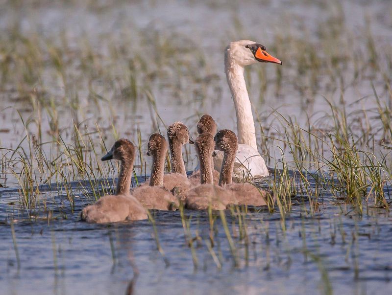 весна-половодье СЕМЬЯphoto preview