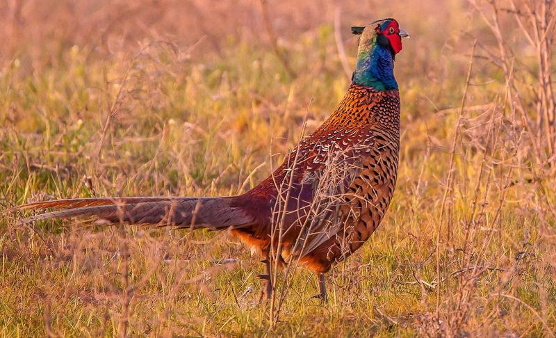 вид птиц из подсемейства phasianinae семейства phasianidae. Ф А З А Нphoto preview