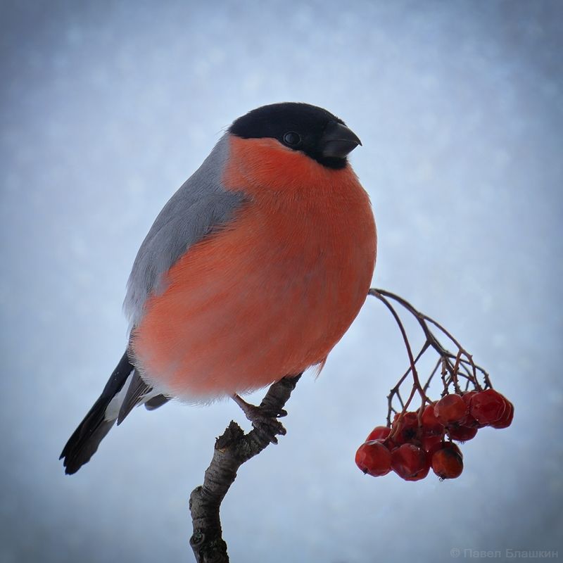 птицы Снегирь фото превью