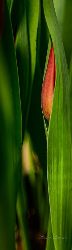 Tюльпаныphoto preview