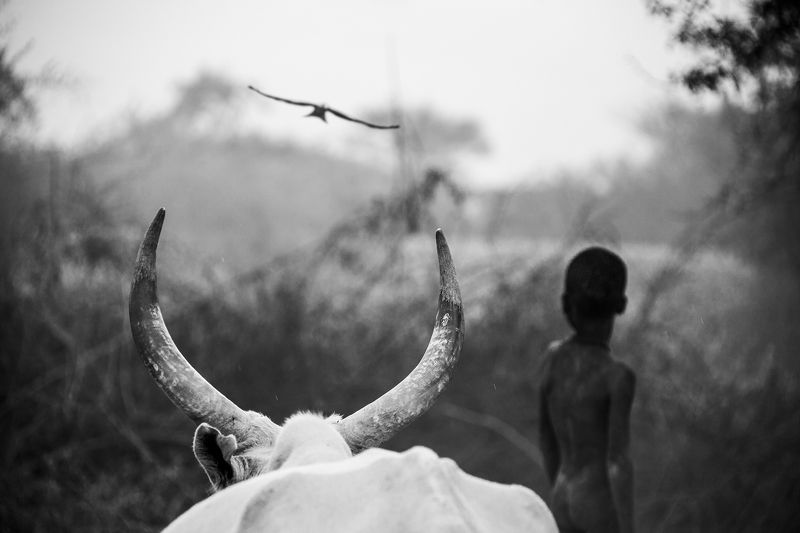 child,people,children,kids,boy,kid,africa,person,mundari,dinka,sudan,tribal,tribe,horns,cattle,animal,horn,horned,cow,rural,terekeka,south sudan,african,ethnic,cows,boys,native,indigenous,dusk,twilight,livestock,farm,farming,countryside,animals,africans,s Boy and Cowphoto preview