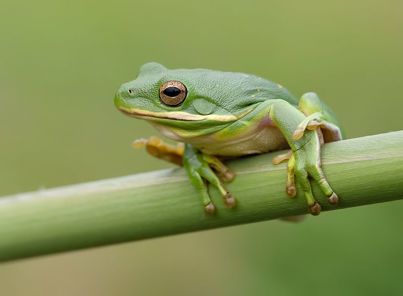 макро, квакша, лягушка, frog,  macro, земноводные Квакша. Frog. Hylidae - Зеленая североамериканская Квакшаphoto preview