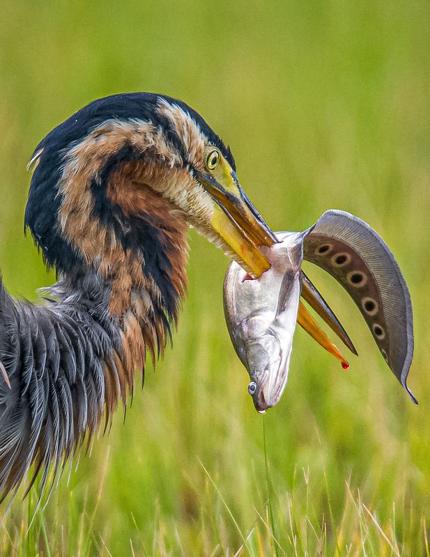 #wildlife #birdphotography #wildlifephotography #nikon Bullseyephoto preview