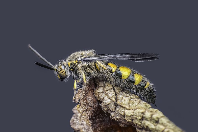 macro, small, insect, nature, natural, focus, feathers, beauty, beautiful, dielis, plumipes, male Dielis plumipes malephoto preview