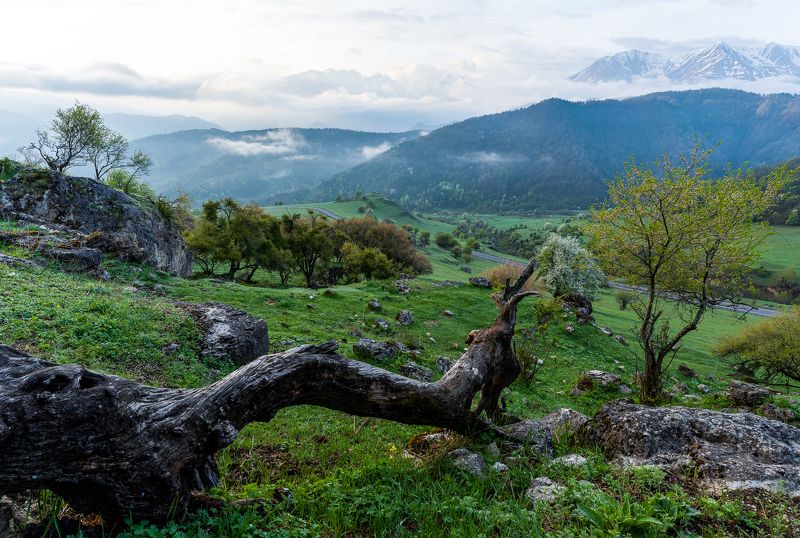 landscape, mountains, ingushetia, tree, green, field, пейзаж, кавказ, природа, горы, ингушетия, долина The landphoto preview
