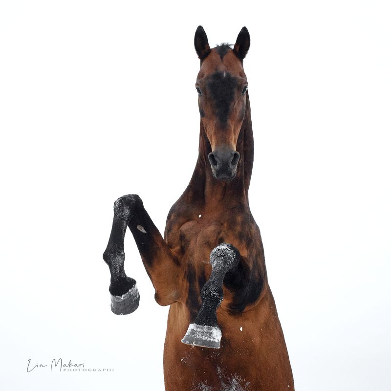 Голденphoto preview