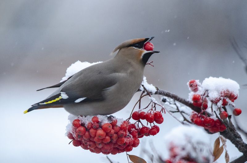 Зеленушкаphoto preview