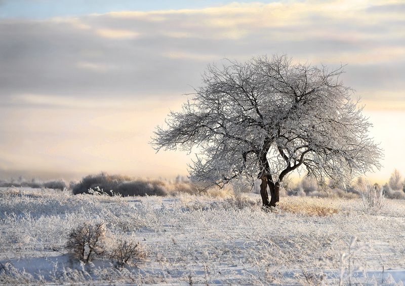 Яблоня зимой...photo preview