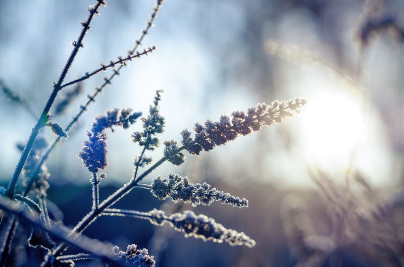 Зима, иней, холод, ветви в инее *** фото превью