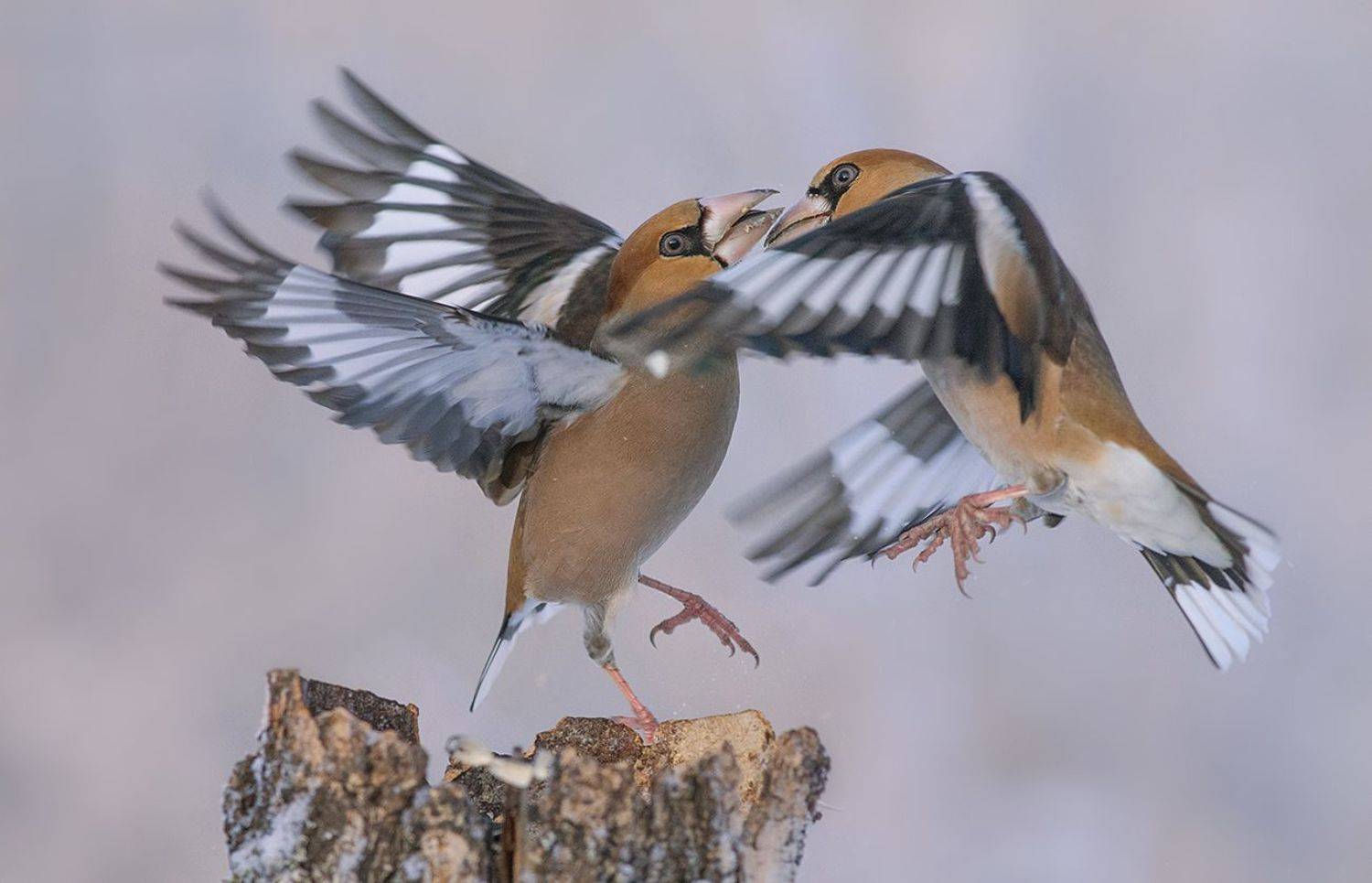Схватка. Автор: Иван дубоносы,самцы,драка,зима, Иван