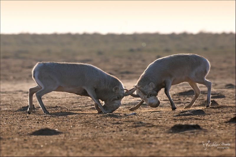 сайгак, гон, степной, лобанов * * *photo preview