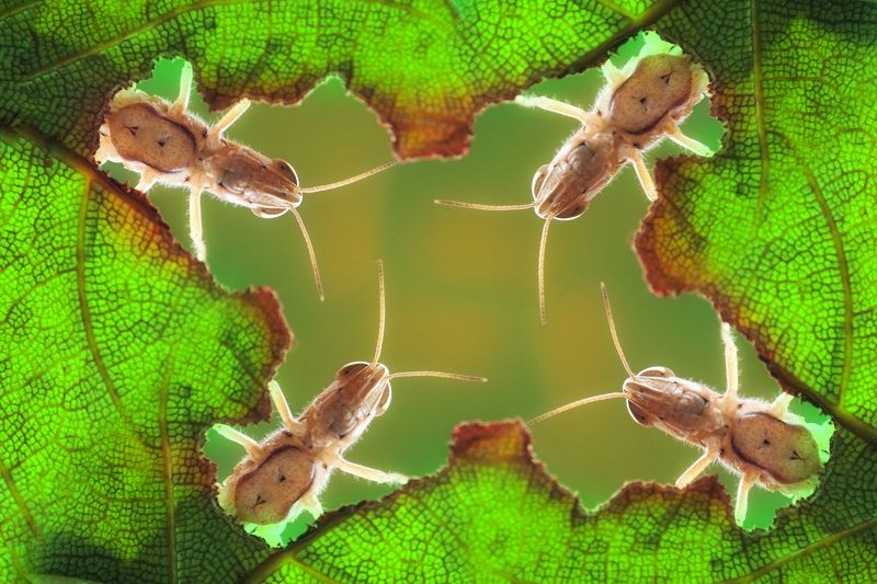 Macro Peek a boophoto preview