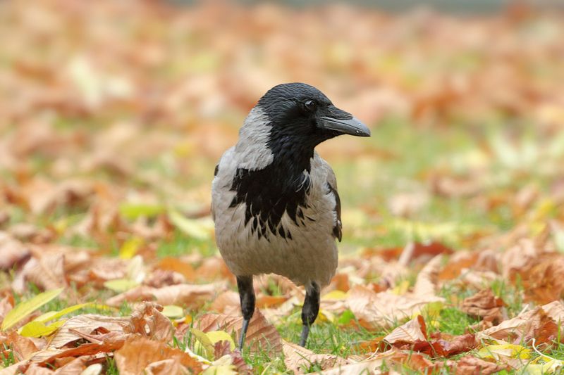 Сива врана (Corvus cornix)photo preview
