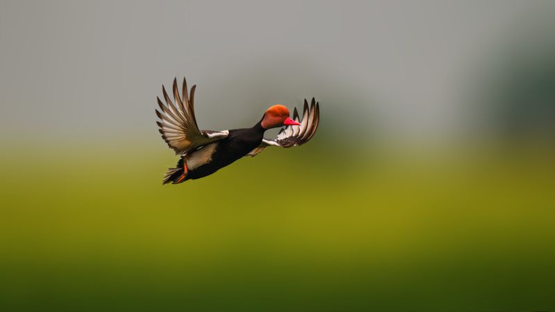 wildlife,wildlife,bird,birds,water,nature,wild,pochard The red-crested pochard#2photo preview