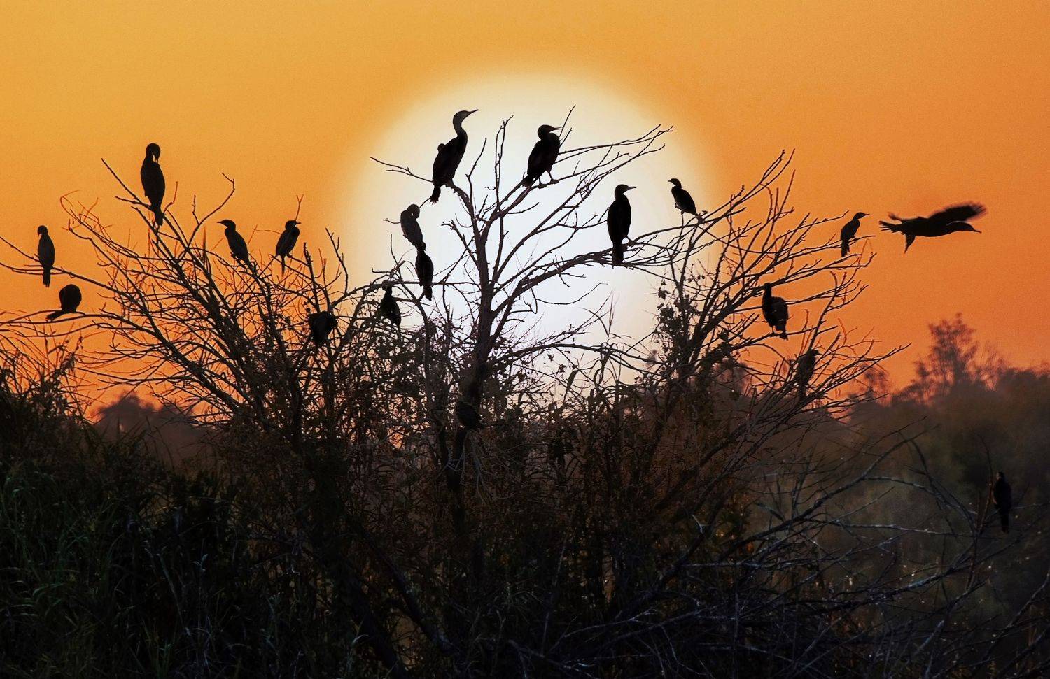 ***. Автор: Вадим Городницкий , Вадим Городницкий